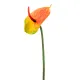 Anturio