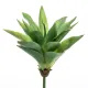 Agave