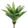 Agave